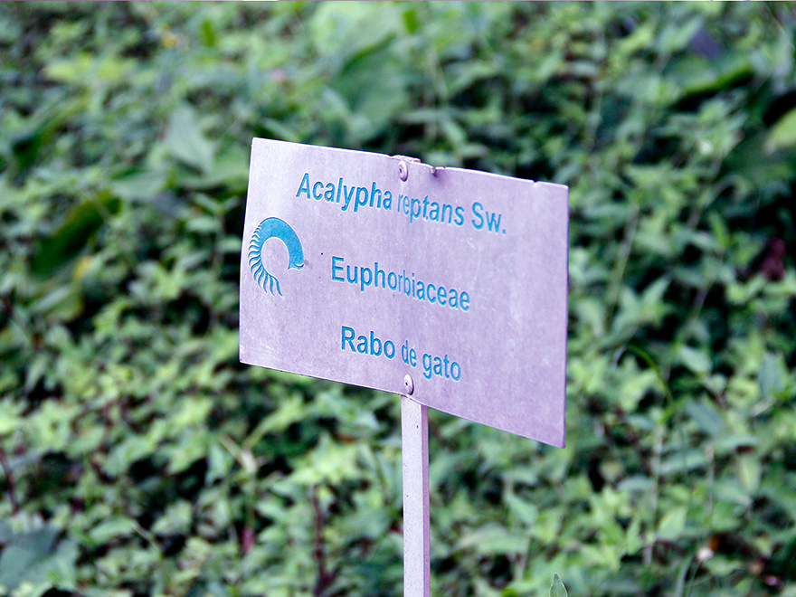 Pós-graduação em Biologia Vegetal