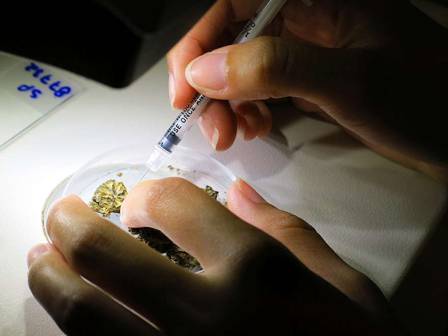 Pós-graduação em Biologia Vegetal